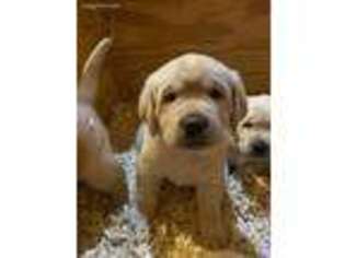 Labrador Retriever Puppy for sale in Joshua, TX, USA