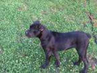 Cane Corso Puppy for sale in Newberry, SC, USA