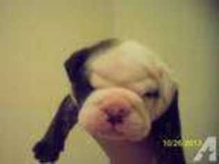 Bulldog Puppy for sale in CAMDEN, NJ, USA