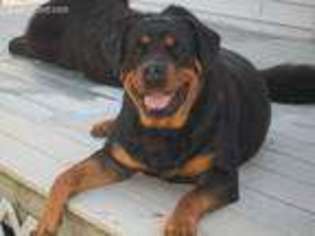 Rottweiler Puppy for sale in Winslow, ME, USA