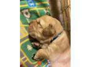 Golden Retriever Puppy for sale in Willis, TX, USA
