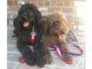 Labradoodle Puppy for sale in VAN NUYS, CA, USA
