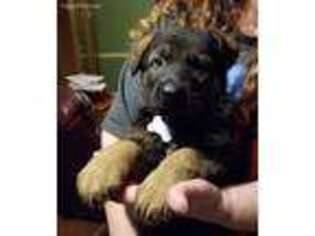 German Shepherd Dog Puppy for sale in Truxton, MO, USA