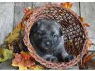 Norwegian Elkhound Puppy for sale in Columbus, WI, USA