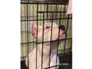 Dogo Argentino Puppy for sale in Salt Lake City, UT, USA