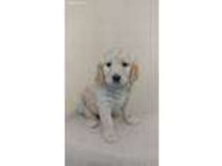 Goldendoodle Puppy for sale in Jefferson City, MO, USA