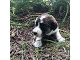 Labradoodle Puppy for sale in Peoria, IL, USA