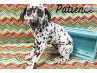 Dalmatian Puppy for sale in Hattiesburg, MS, USA