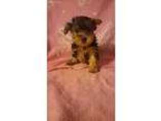 Yorkshire Terrier Puppy for sale in Cincinnati, OH, USA