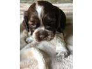 Cocker Spaniel Puppy for sale in Hayesville, NC, USA