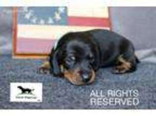 Dachshund Puppy for sale in Elbert, CO, USA