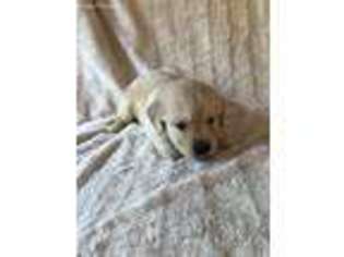 Golden Retriever Puppy for sale in Pendleton, OR, USA