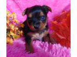 Yorkshire Terrier Puppy for sale in Alba, TX, USA