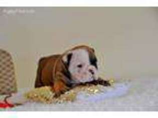 Bulldog Puppy for sale in Melrose, FL, USA