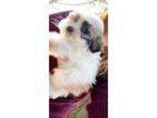 Shorkie Tzu Puppy for sale in Indian Trail, NC, USA