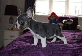 French Bulldog Puppy for sale in Savannah, GA, USA