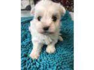 Maltese Puppy for sale in Terrebonne, OR, USA