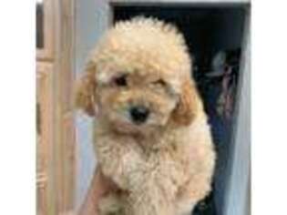 Goldendoodle Puppy for sale in Spiro, OK, USA