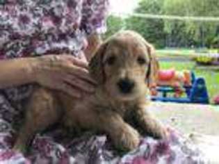 Goldendoodle Puppy for sale in Romulus, NY, USA