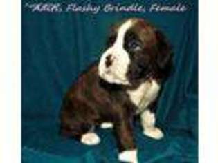 Boxer Puppy for sale in Dubuque, IA, USA