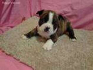 Boston Terrier Puppy for sale in Raleigh, NC, USA