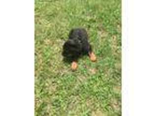 Rottweiler Puppy for sale in Tallahassee, FL, USA