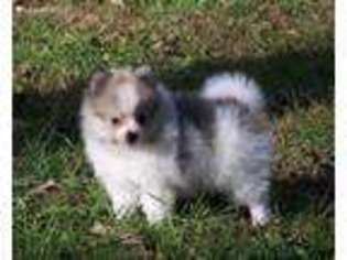 Pomeranian Puppy for sale in Miller, MO, USA