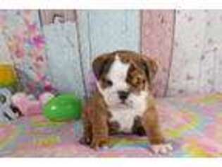 Bulldog Puppy for sale in Balaton, MN, USA