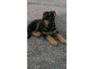 German Shepherd Dog Puppy for sale in Kooskia, ID, USA