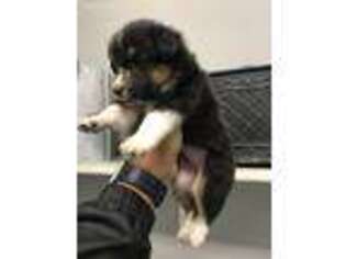Shetland Sheepdog Puppy for sale in Fresno, CA, USA