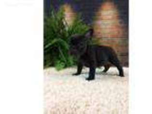 French Bulldog Puppy for sale in Sterling, KS, USA
