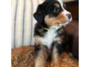 Mutt Puppy for sale in Bondurant, IA, USA