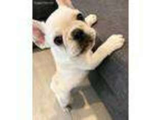 French Bulldog Puppy for sale in Saint Charles, MO, USA