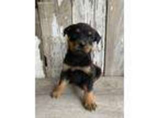 Rottweiler Puppy for sale in Shreve, OH, USA