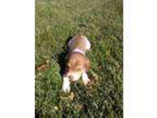 Beagle Puppy for sale in Rigby, ID, USA