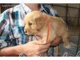 Golden Retriever Puppy for sale in Cope, CO, USA