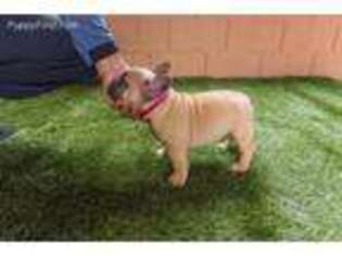 French Bulldog Puppy for sale in Castro Valley, CA, USA