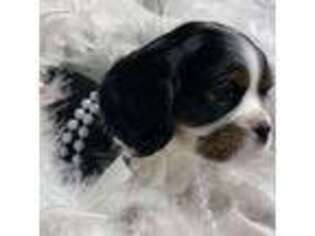 Cavalier King Charles Spaniel Puppy for sale in Texarkana, TX, USA