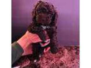 Lagotto Romagnolo Puppy for sale in Midvale, UT, USA