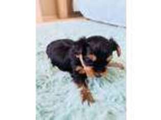 Yorkshire Terrier Puppy for sale in Avondale, AZ, USA