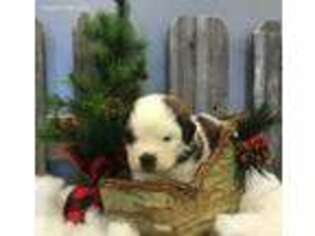 Saint Bernard Puppy for sale in Laramie, WY, USA
