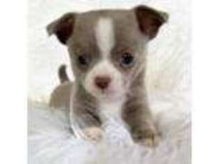 Chihuahua Puppy for sale in Lansing, MI, USA