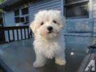 Maltese Puppy for sale in DERRY, NH, USA