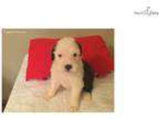 Old English Sheepdog Puppy for sale in Sandusky, OH, USA