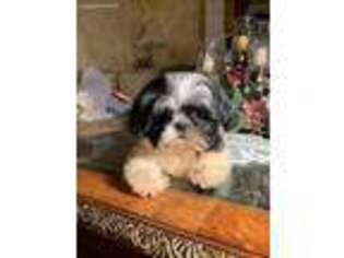 Mutt Puppy for sale in Clifton, NJ, USA