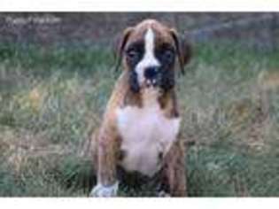 Boxer Puppy for sale in Etna Green, IN, USA