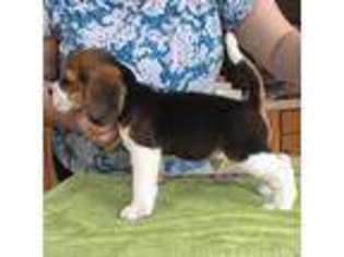 Beagle Puppy for sale in Derry, NH, USA