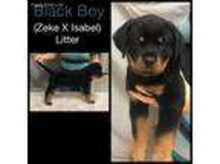 Rottweiler Puppy for sale in Piney Flats, TN, USA