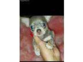 Chihuahua Puppy for sale in Weaverville, NC, USA