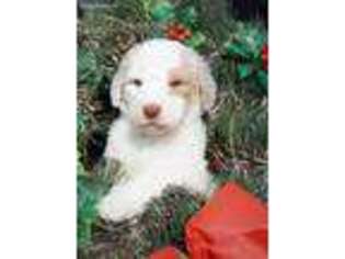 Goldendoodle Puppy for sale in Huntsville, AL, USA